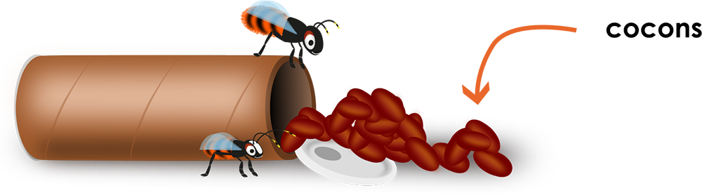 Koker met bijencocons