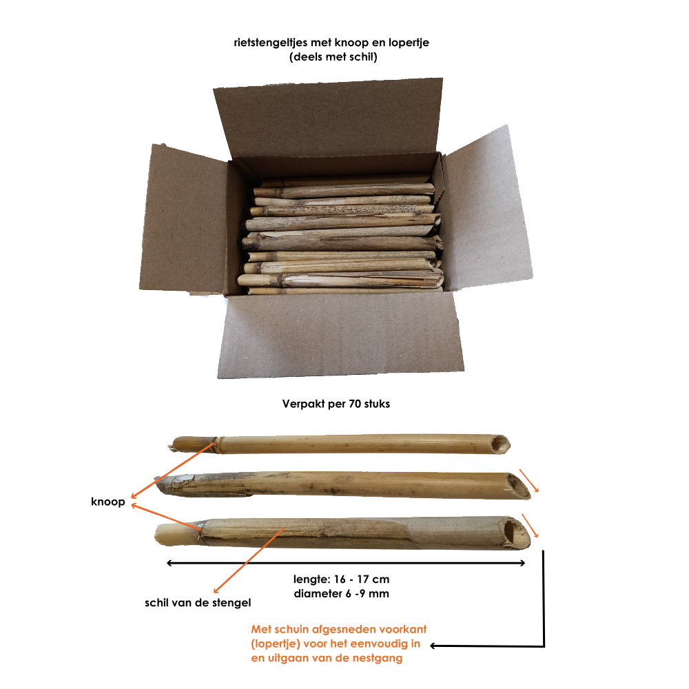 riet met lopertje foto 2